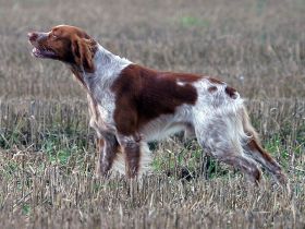 Epagneul Breton