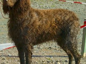 Epagneul de Pont-Audemer