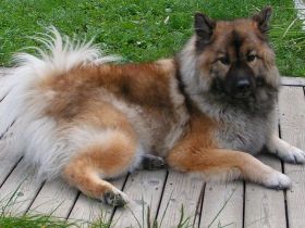 Eurasier