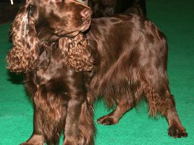 Field Spaniel