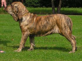 Fila Brasileiro