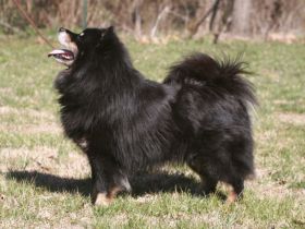 Finnischer Lapphund