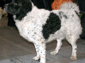 Friesischer Wasserhund