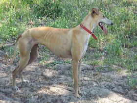 Galgo Español