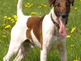 Glatthaar-Foxterrier