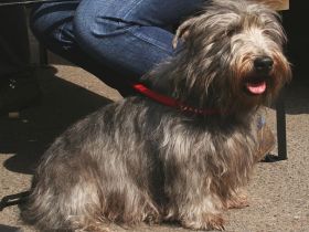 Glen of Imaal Terrier