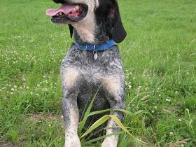 Grand Bleu de Gascogne