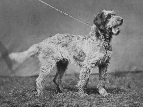 Griffon à Poil Laineux