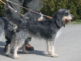 Griffon Bleu de Gascogne