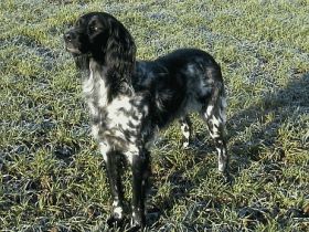 Großer Münsterländer