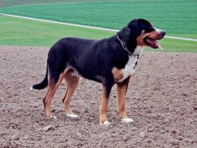 Großer Schweizer Sennenhund