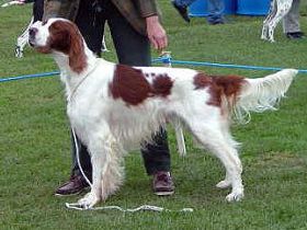 Irish Red and White Setter
