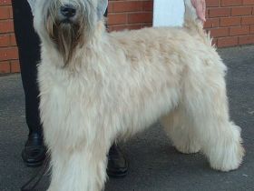 Irish Soft Coated Wheaten Terrier