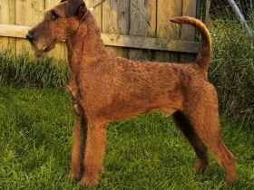 Irish Terrier