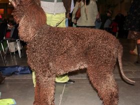 Irish Water Spaniel