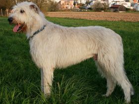 Irish Wolfhound