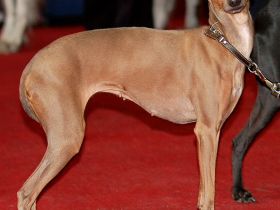 Italienisches Windspiel