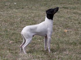 Japanischer Terrier