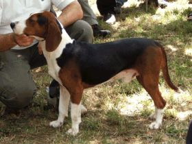 Jugoslawischer Dreifarbiger Laufhund