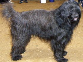 Katalanischer Hirtenhund