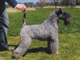 Kerry blue Terrier