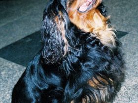 King Charles Spaniel