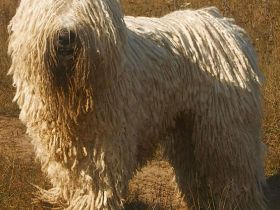 Komondor