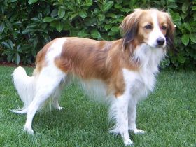 Kooikerhondje