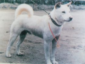 Korea Jindo Dog