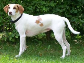 Kurzhaarige Istrianer Bracke