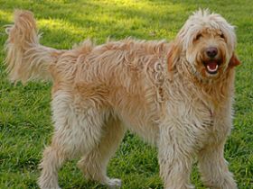 Labradoodle