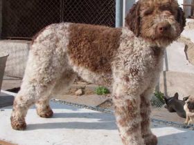 Lagotto Romagnolo