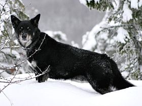 Lappländischer Rentierhund