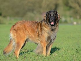 Leonberger