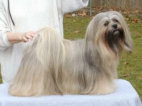 Lhasa Apso