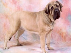 Mastiff
