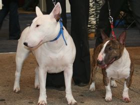Miniatur-Bullterrier
