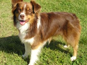 Miniature Australian Shepherd