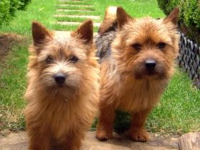 Norwich Terrier