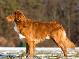 Nova Scotia Duck Tolling Retriever