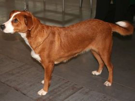 Österreichischer kurzhaariger Pinscher