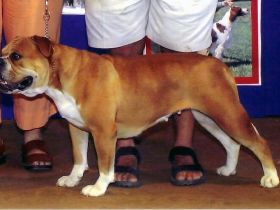 Olde English Bulldogge