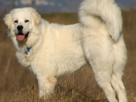 Owczarek Podhalanski