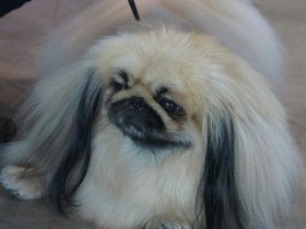 Pekinese
