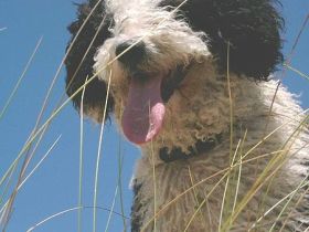 Perro de Agua Español