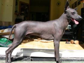 Peruanischer Nackthund