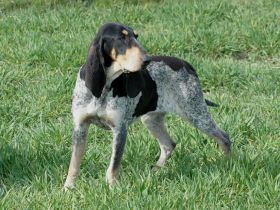 Petit Bleu de Gascogne