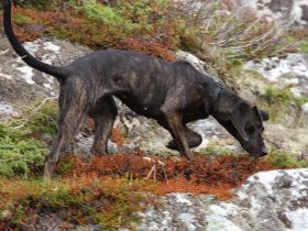 Plott Hound