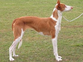 Podenco Ibicenco