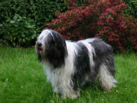 Polnischer Niederungshütehund